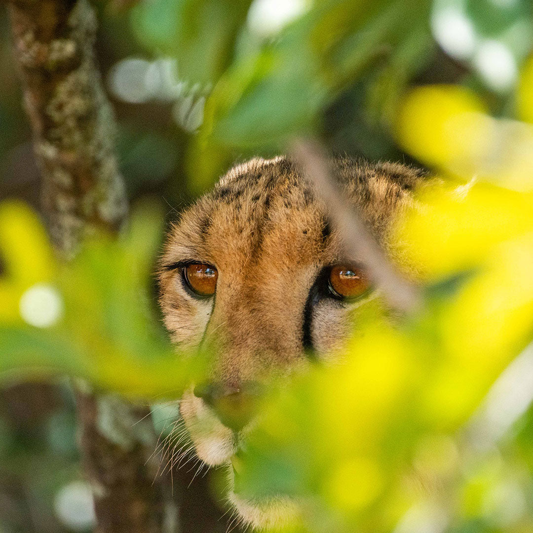 Brinkley Davies: Endangered Species Expedition